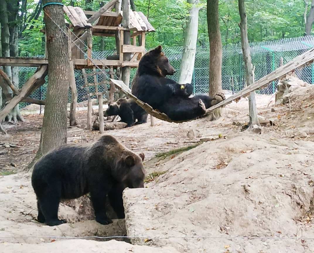 "Галицький зоотрополіс"